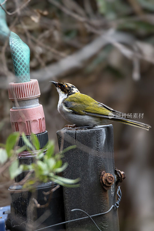 白颈蜜蛉(Melithreptus lunatus)